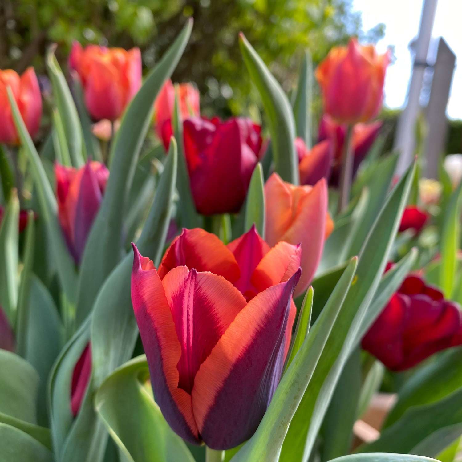 Tulppaanisekoitus 'Molly'